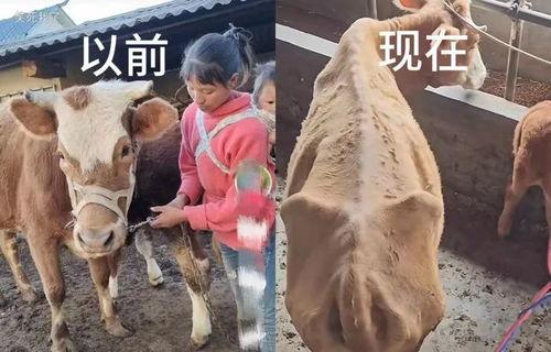 笔记 网红小英被曝大瓜,揭秘背后惊人“大瓜”